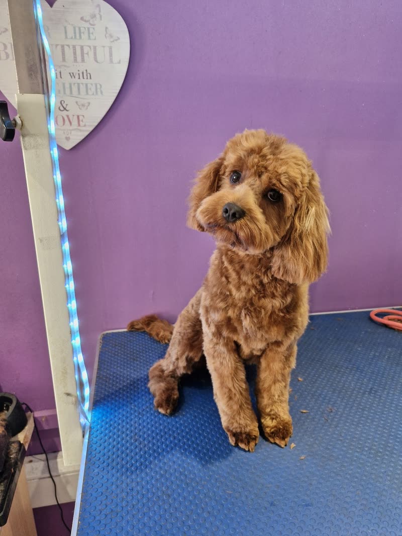 A freshly groomed apricot cockapoo on the grooming table at Kaye9 Dog Grooming