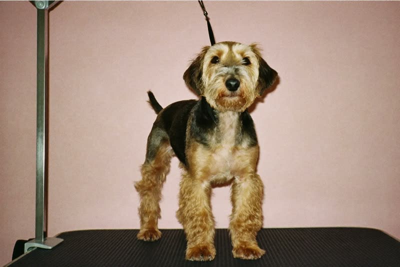 A terrier waiting calmly on the grooming table