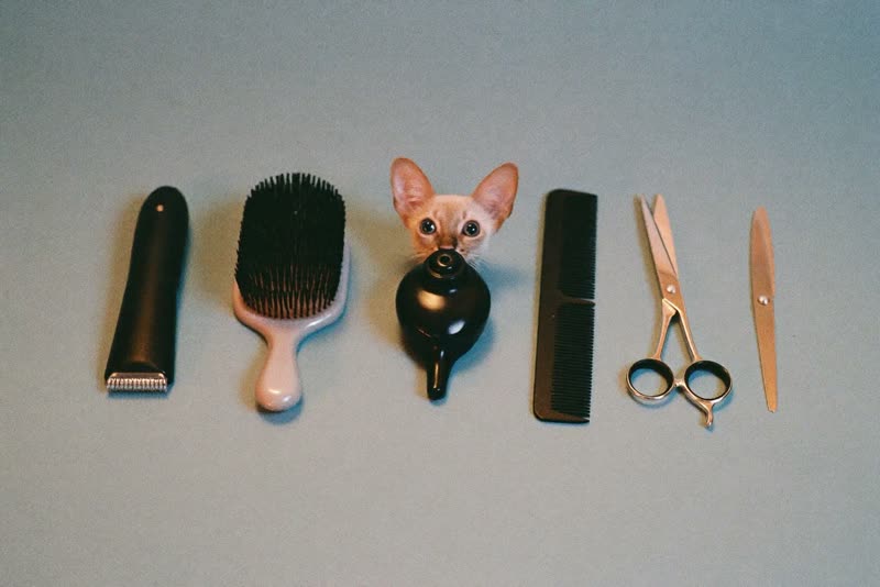 Clean grooming tools laid out ready for the next appointment
