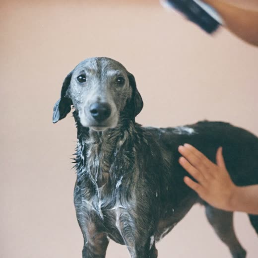 A dog being bathed and lathered with shampoo