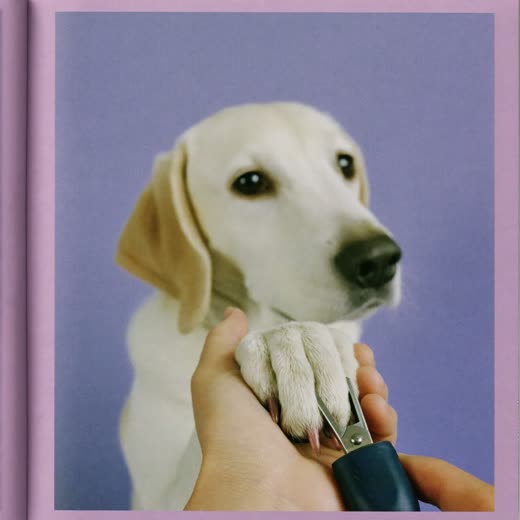 A dog's paw held for nail clipping