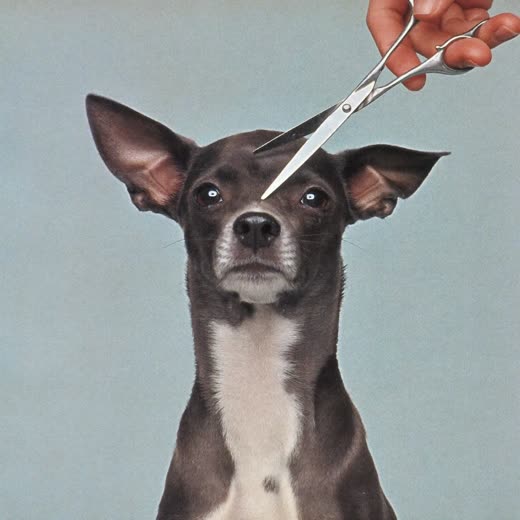 A small dog having its face tidied with grooming scissors